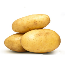 New crop holland potato seed potato buyers potato prices